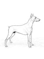 coloriage chien doberman